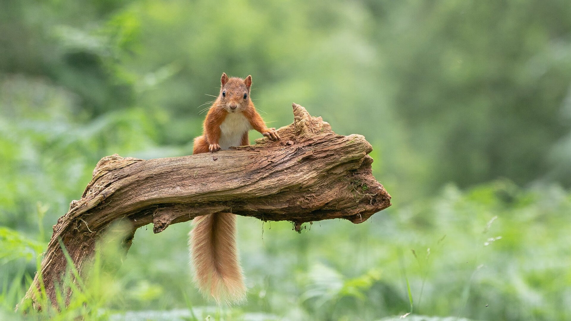 意甲精彩瞬间，球员表达心路历程，意甲球员名单谜材