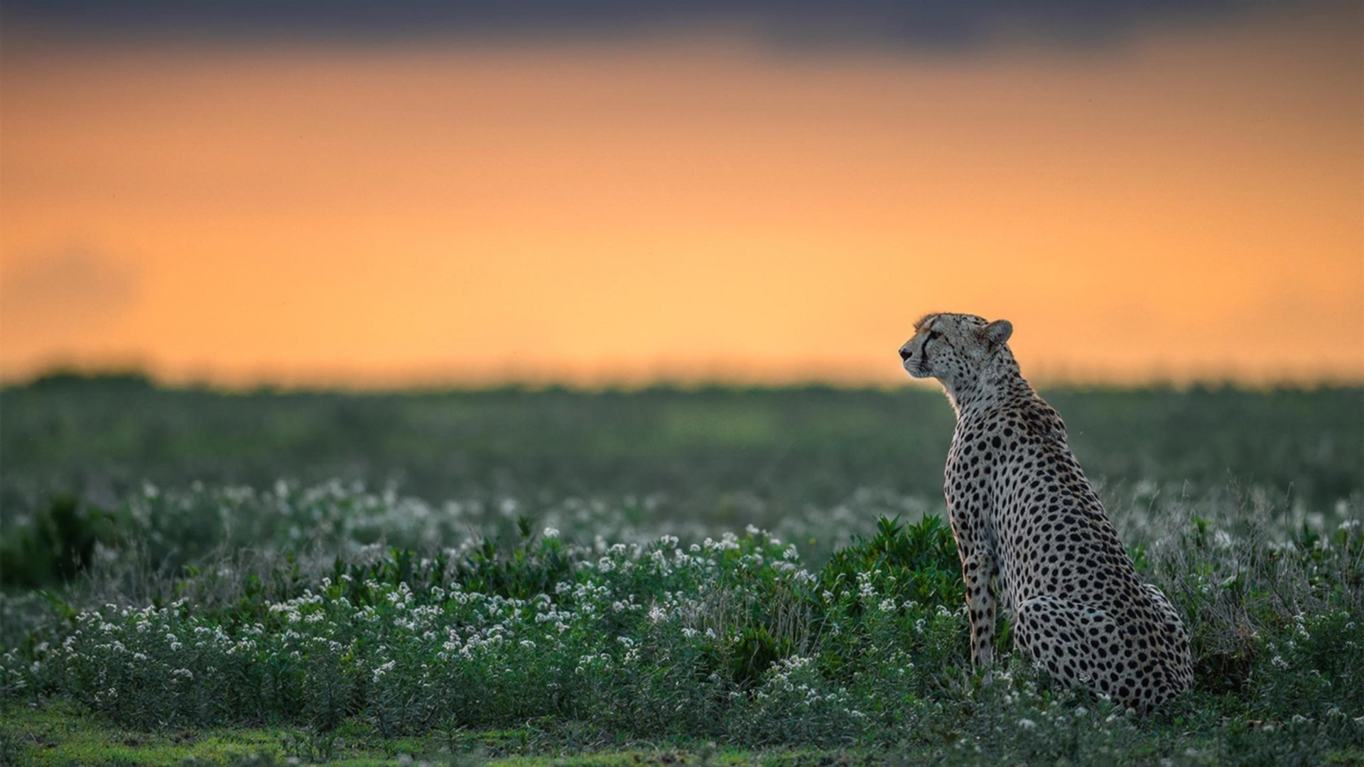 开yun体育-_运动员心声：比赛中的高压与自我调节_，运动员高压低压多少正常