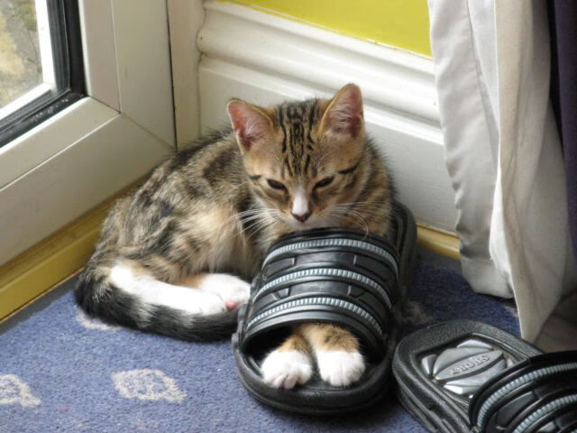 开云全站-哈兰德连场破门，英超射手榜领跑者不可阻挡，哈兰德能否超越c罗